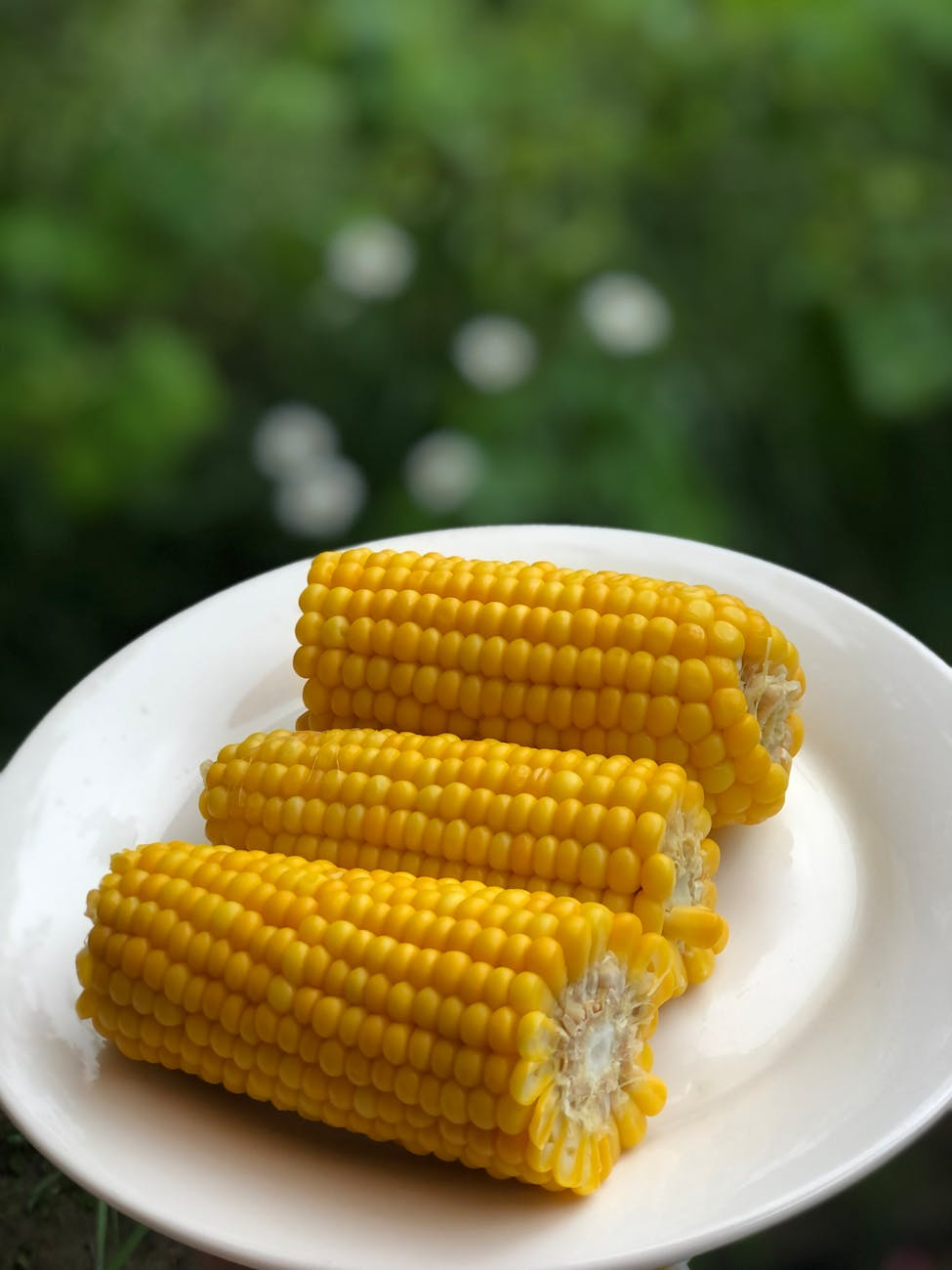sweet corns on white ceramic plate